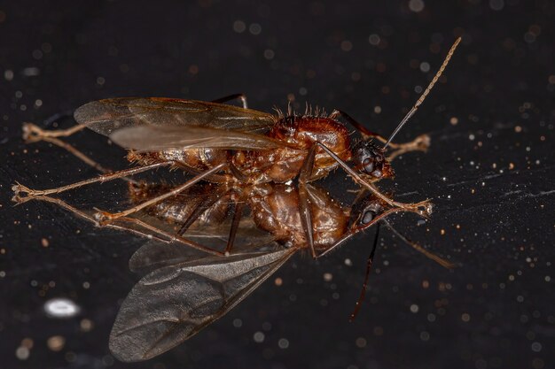 Fourmi charpentière mâle adulte du genre Camponotus