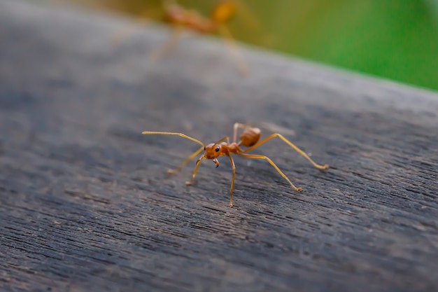 Fourmi debout sur le plancher en bois