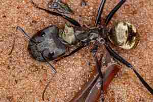 Photo fourmi dorée chatoyante de l'espèce camponotus sericeiventris de soldat de caste sur le sable