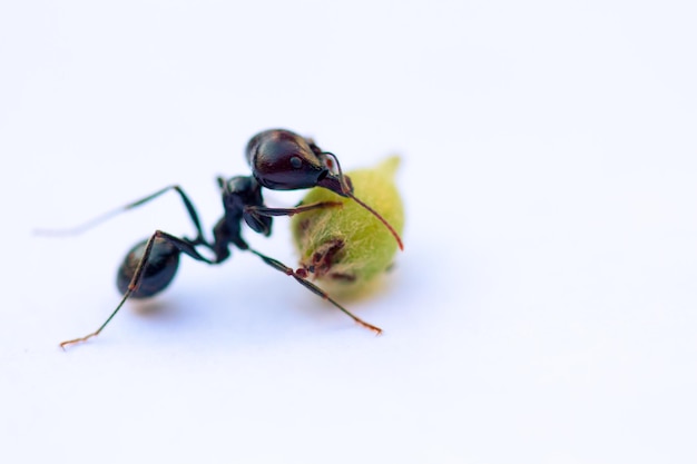 Photo fourmi fermer macrophotographie animaux insectes
