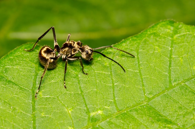 Fourmi sur feuille verte