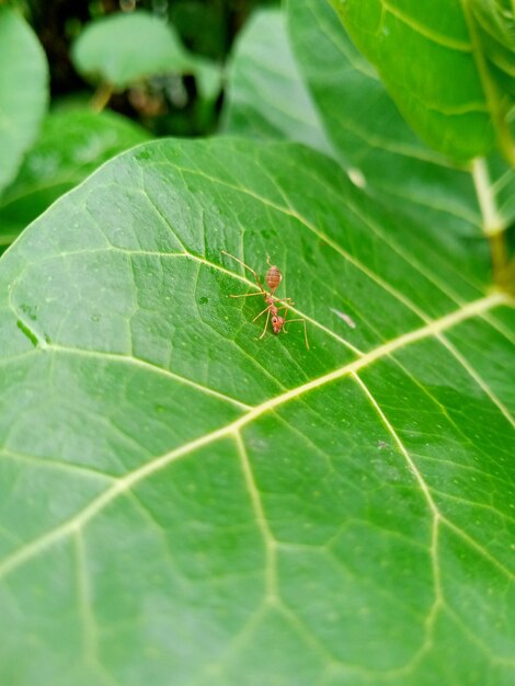 Une fourmi sur une feuille