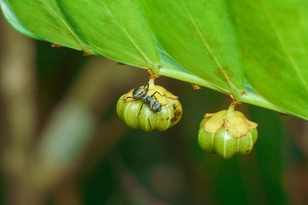 fourmi insecte macrophotographie photo premium