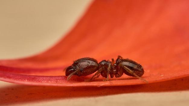 Fourmi marchant sur un pétale rouge