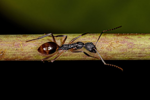 Fourmi odorante adulte