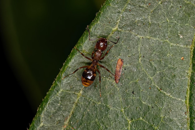 Fourmi odorante adulte