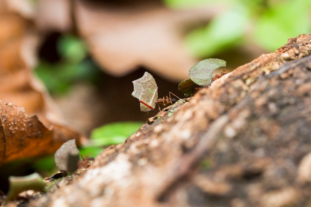 Fourmi portant des feuilles sur le sol