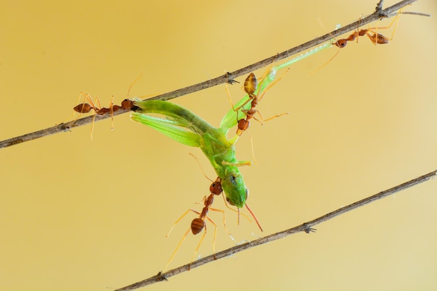 fourmi proie sauterelle sur fond de nature