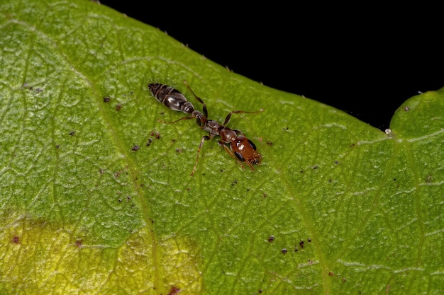 Fourmi rameau femelle adulte du genre Pseudomyrmex