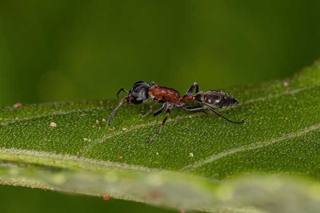 Fourmi rameau femelle adulte du genre Pseudomyrmex