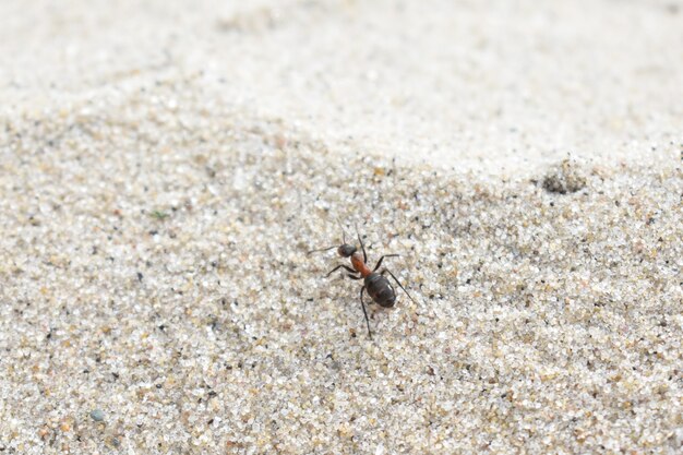 La fourmi rampe sur le sable