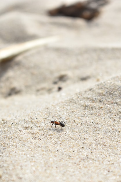 La fourmi rampe sur le sable