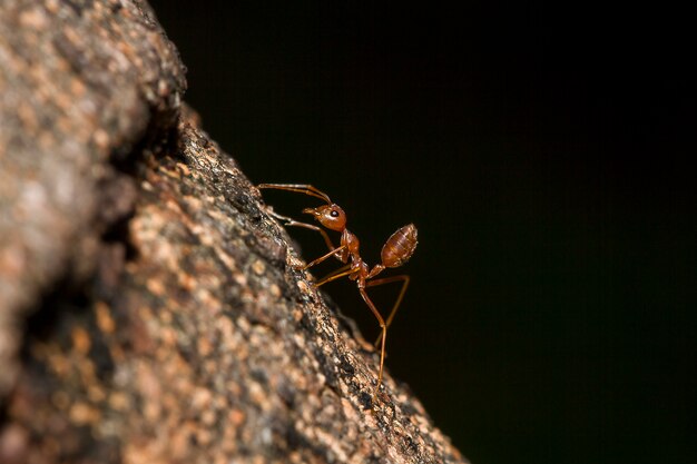 Fourmi rouge sur l&#39;arbre