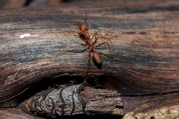 Fourmi rouge sur l&#39;arbre