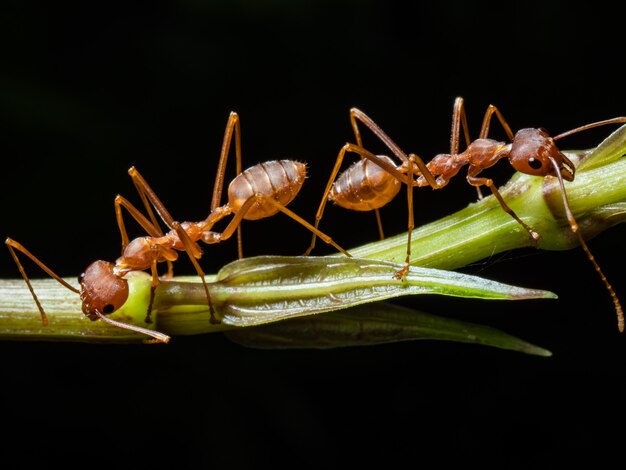 Fourmi rouge dans la faune