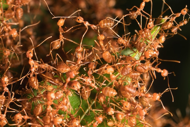 Fourmi rouge dans le nid sur un arbre