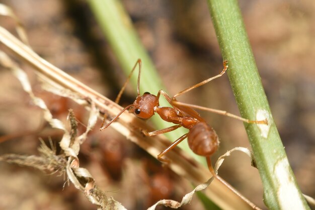 Fourmi rouge sur feuille vue Macro