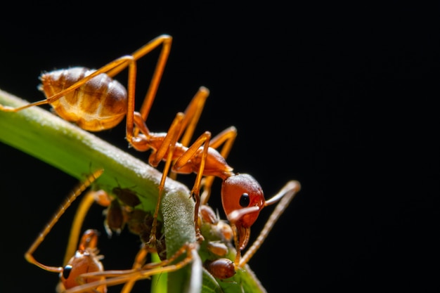 Fourmi rouge sur une feuille