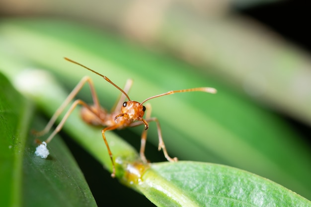 Fourmi rouge sur une feuille