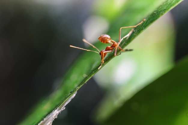 Fourmi rouge sur des feuilles vertes sur fond naturel