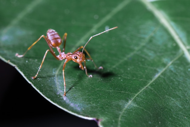 Fourmi rouge sur les feuilles