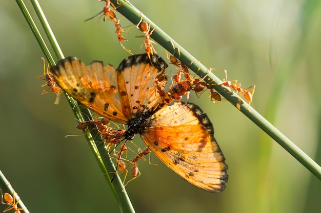 Photo la fourmi rouge mangeant un papillon sur l'herbe sauvage