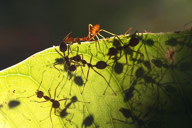 Fourmi rouge marche sur feuille verte