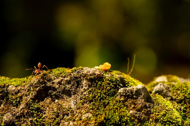 Une fourmi rouge se nourrissant d'herbe verte mise au point sélectionnée