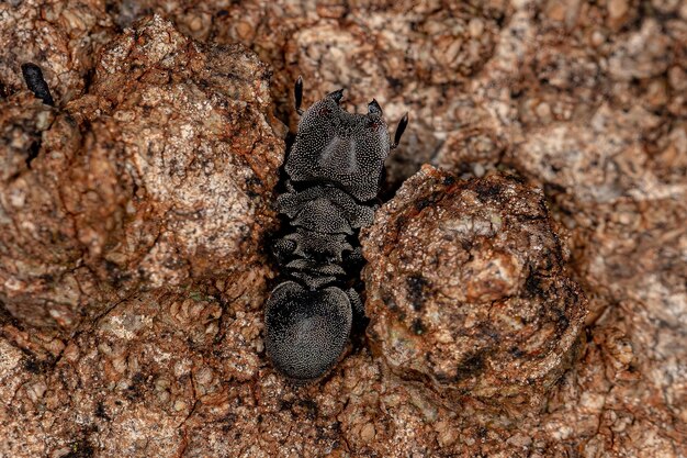 Fourmi tortue adulte du genre Cephalotes