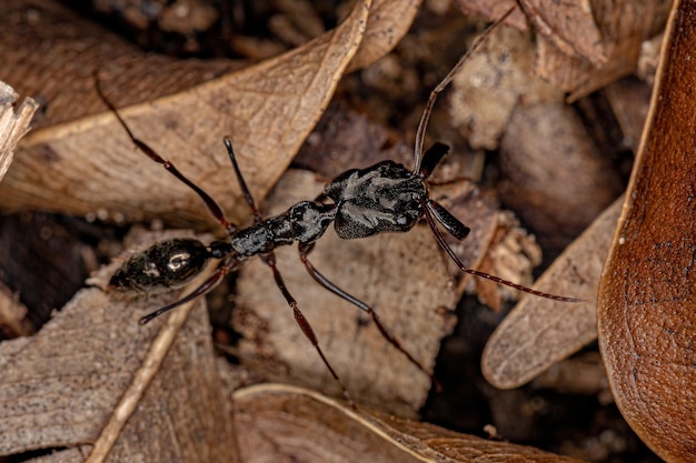 Fourmi trapézoïdale adulte du genre Odontomachus