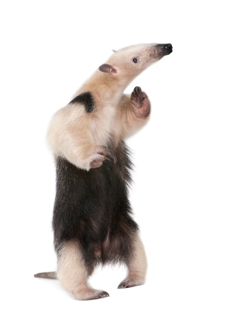 Fourmilier à collier- Tamandua tetradactyla sur un blanc isolé