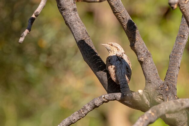 Fourmilier eurasien Jynx torquilla Malaga Espagne