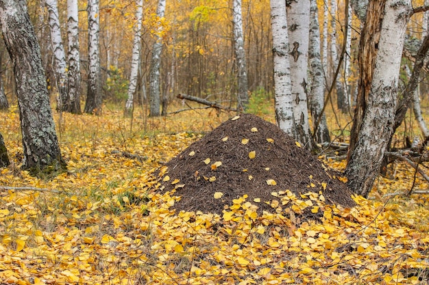 Fourmilière dans la forêt d'automne