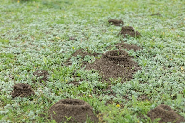 Fourmilière sur fond de verdure fraîche Détails de la vie sauvage des fourmis