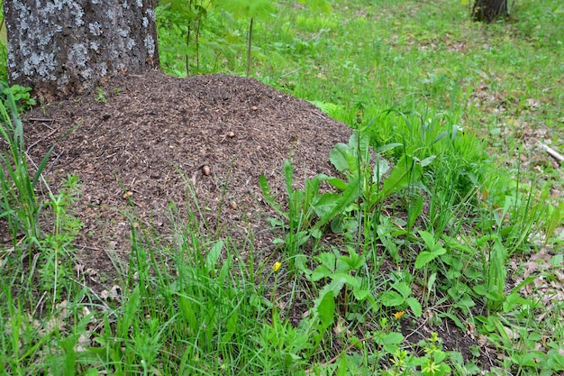 fourmilière isolée avec de l'herbe verte dans la forêt près du tronc de bouleau, gros plan