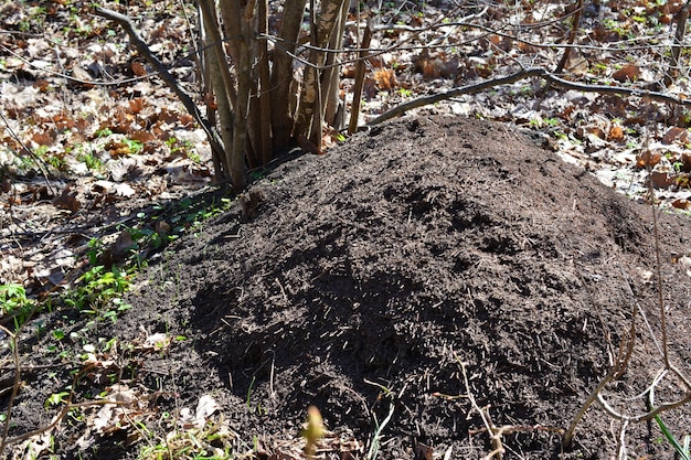 Photo une fourmilière isolée sous un arbre qui en sort