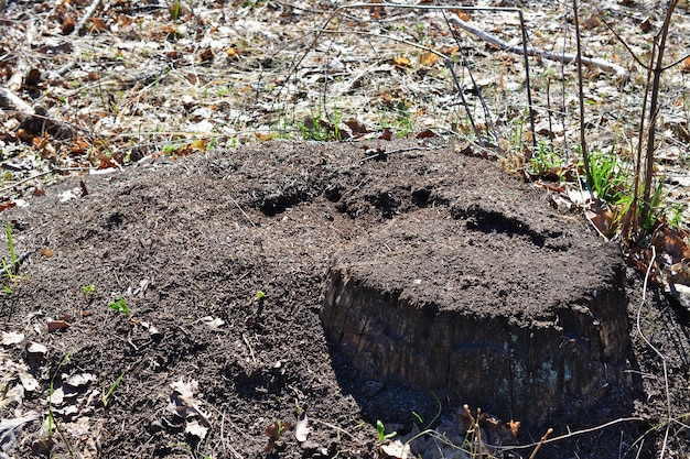 Une fourmilière avec souche d'arbre isolé dans le gros plan de la forêt