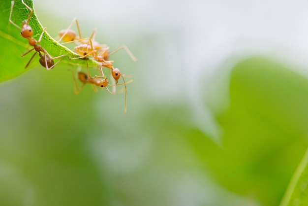 Les fourmis aident à connecter deux feuilles.