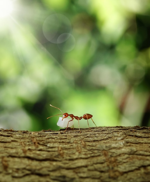 Les fourmis aident à transporter la nourriture, l'équipe Concept travaille ensemble. Travail d'équipe de fourmis rouges. unité des fourmis. vertical.