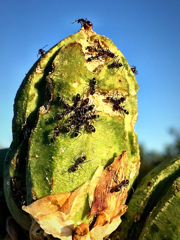 Photo les fourmis sur le bourgeon du yucca