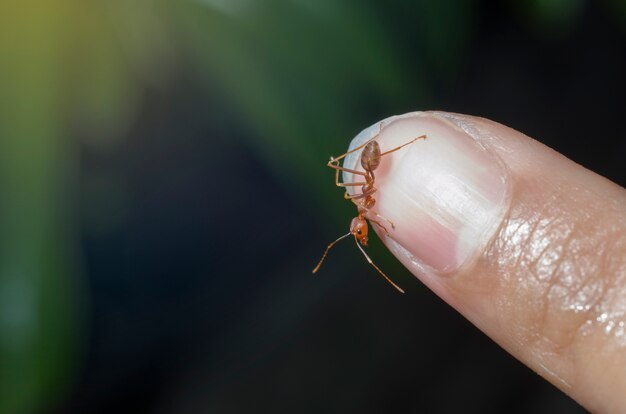 Fourmis sur le bout des doigts