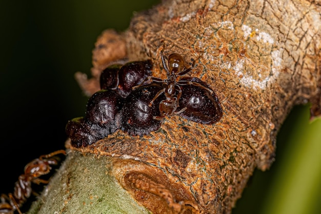 Fourmis cécropies et cochenilles adultes