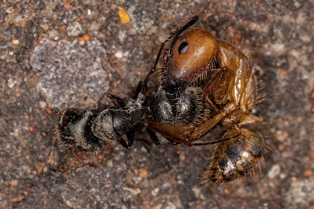 Fourmis charpentières femelles adultes mortes