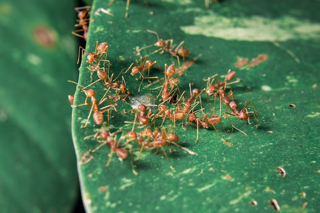 Les fourmis cherchent de la nourriture.