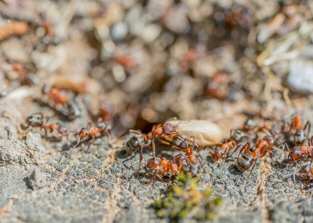 les fourmis et le cocon