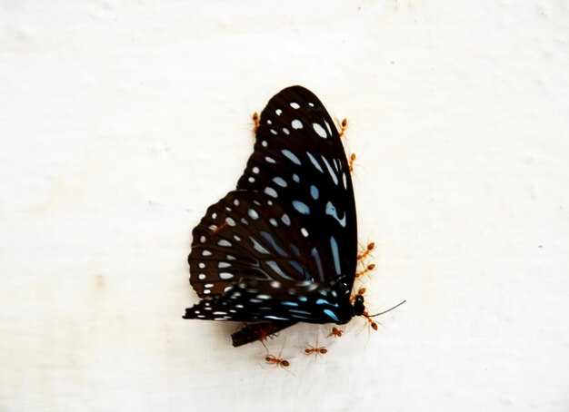 Fourmis déplaçant Butterfly pour nicher