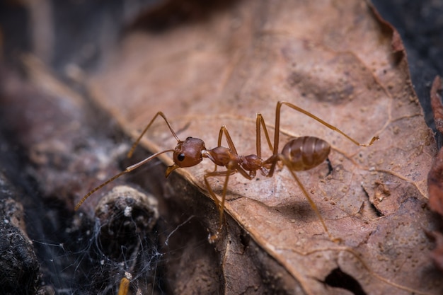 Fourmis sur la feuille