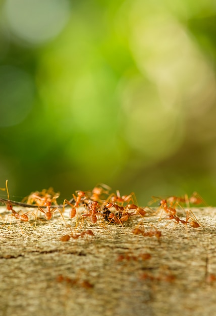 Les fourmis grimpent sur les branches