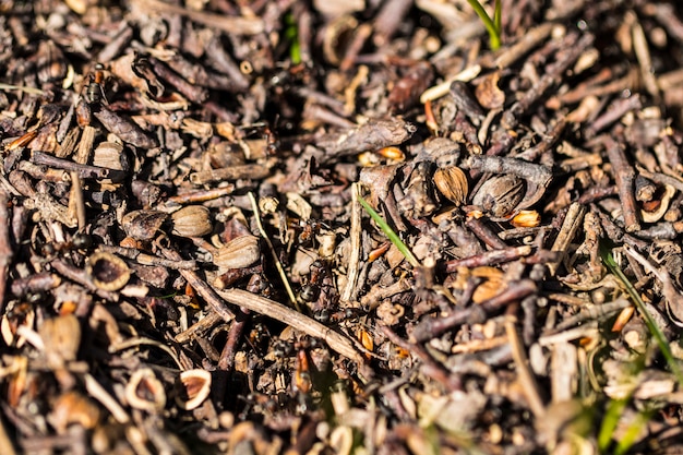 Fourmis à gros coléoptère noir à la fourmilière