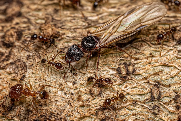 Fourmis à grosse tête femelles adultes